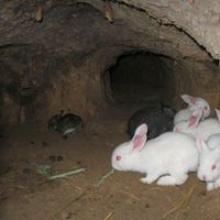 Основы разведения кроликов в ямах: преимущества и недостатки Как ведет себя кролик в яме