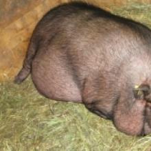 Разведение вьетнамских вислобрюхих свиней Вьетнамские свиньи разведение уход питание